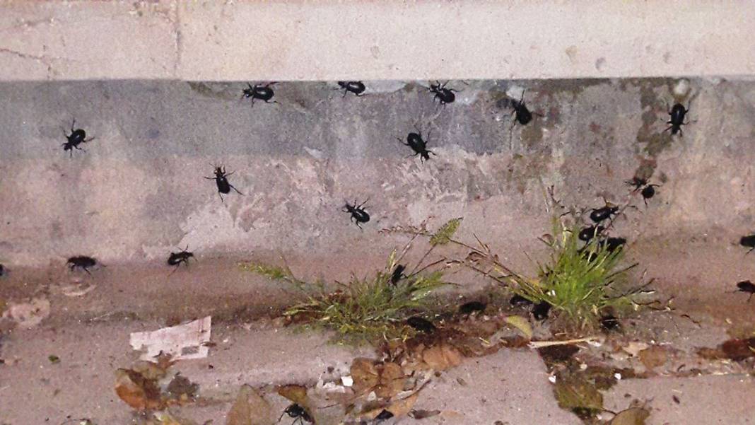 O illerde yaşayanlar dikkat: İstila başladı! Hava kararınca ortaya çıkıp evlerin içine kadar giriyorlar! 1